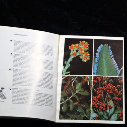 Helmut Bechtel, Dejlige planter i stuen - Image 2