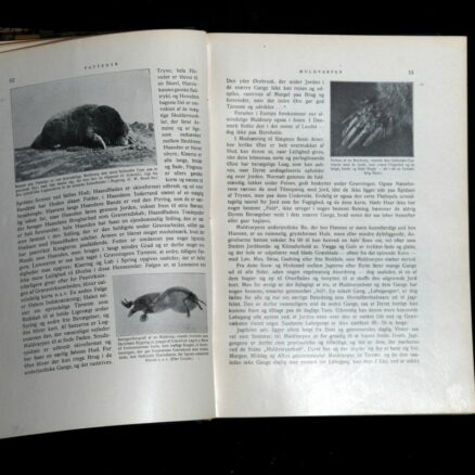 A. Brehm,  Dyrenes liv 1-3 - Image 2