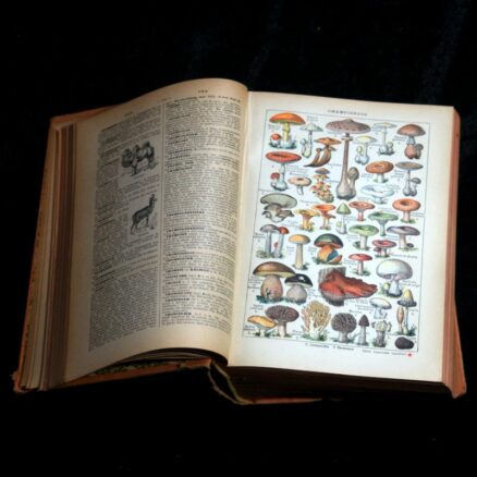 Claude Augé, Nouveau petit Larousse illustré - Image 2