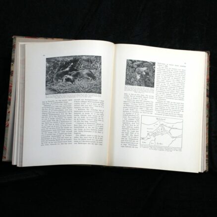 A.L.V. Manniche, Danmarks Pattedyr - Image 2