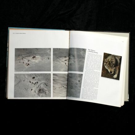 Dale Brown, Alaska - Image 2