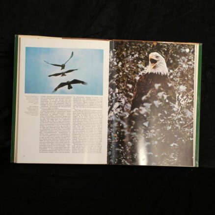 Michael everett, Rovfuglene - Image 2