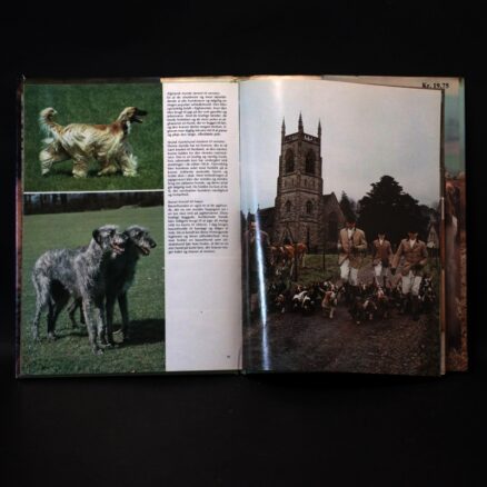 Wendy Boorer, Hunde - Image 2