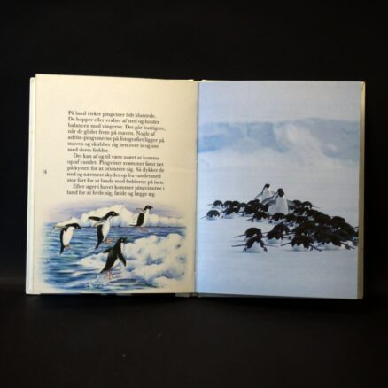 Claire Robinson, Pingviner - Image 2