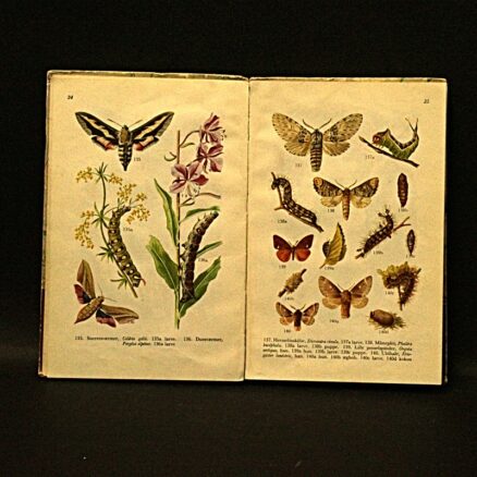Hans Hvass, Insekter i farver - Image 2