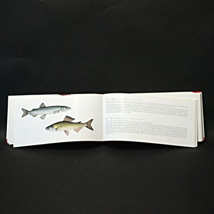 Antal Vida - Tamas Kotai, 365 fisk - Image 3