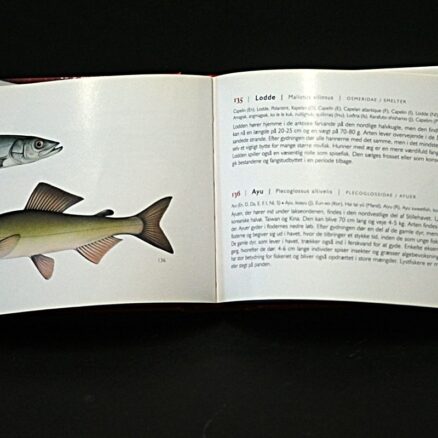 Antal Vida - Tamas Kotai, 365 fisk - Image 2